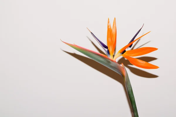 Bloomed bird of paradise flower — Stock Photo, Image