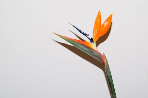 Colorido pájaro del paraíso flor — Foto de Stock