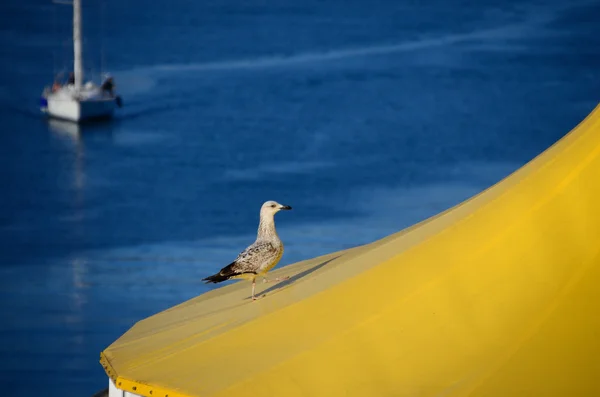 Mouette marche — Photo