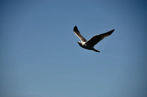 Seagull in flight — Stock Photo, Image