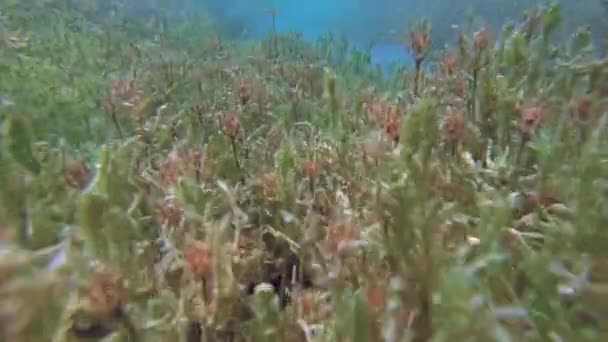 Туман между морскими водорослями озера — стоковое видео