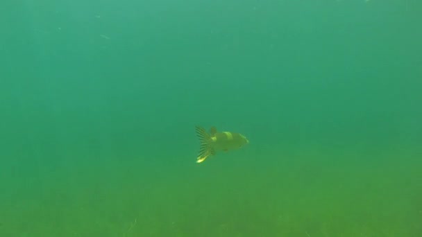 Pequeño lucio en el lago — Vídeo de stock