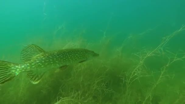 Pikesideways em seagrass — Vídeo de Stock