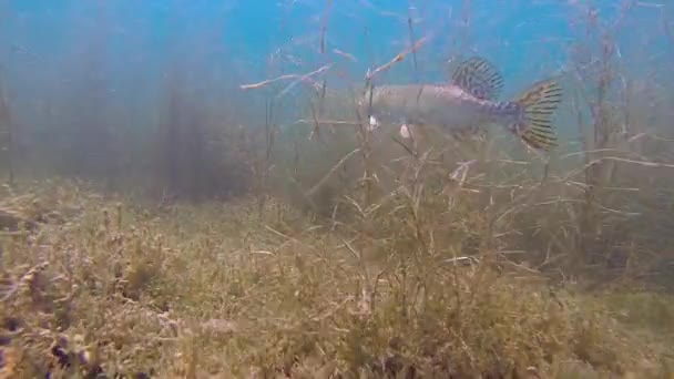 Pike in seagrass — Stock Video
