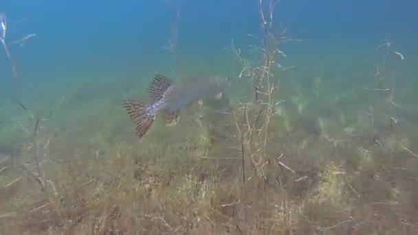 Snoek in het weergave-Meerzicht — Stockvideo