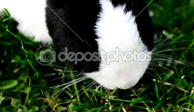 siyah ve beyaz tavşan ot yiyor