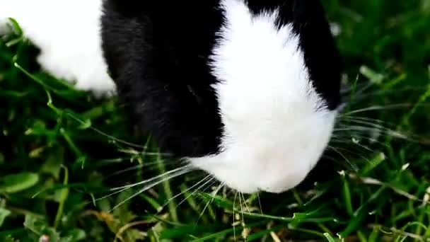 Black and white rabbit eats grass — Stock Video