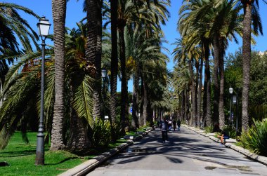 Mallorca palmiye Sokağı