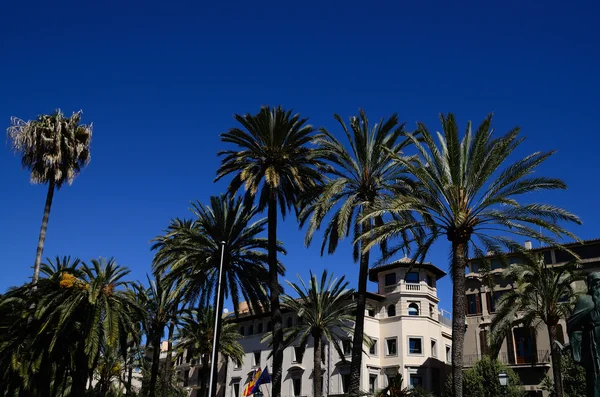 Palma y cielo azul en Mallorca —  Fotos de Stock