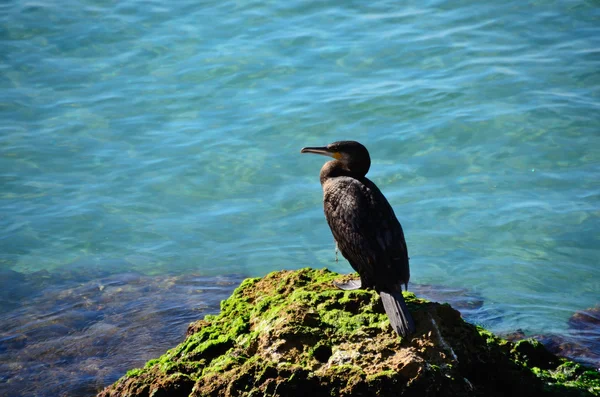 Oiseau sur le rocher en mer — Photo