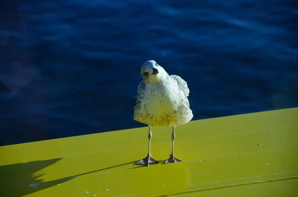 Seagull ser snett — Stockfoto