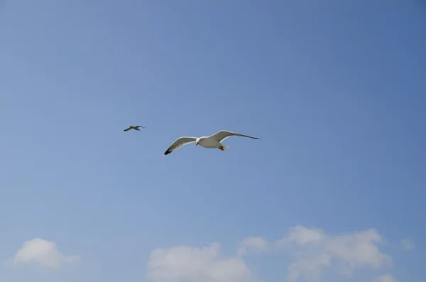 Seagulls and blue sky — Stock Photo, Image