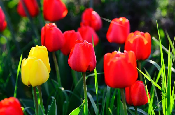 Kolorowe tulipany w ogrodzie — Zdjęcie stockowe