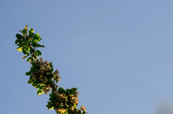 Flores de cereja frescas e céu azul — Fotografia de Stock