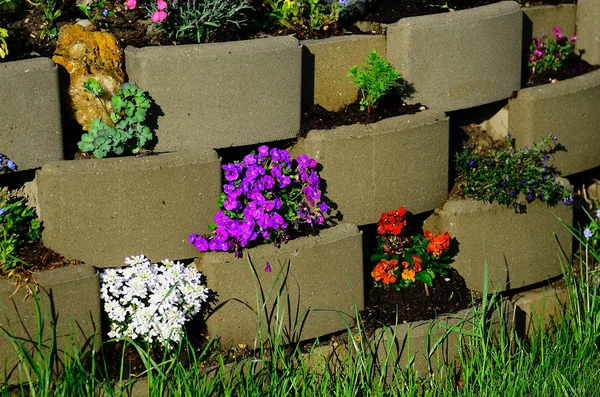 Flower stones in the garden — Stock Photo, Image