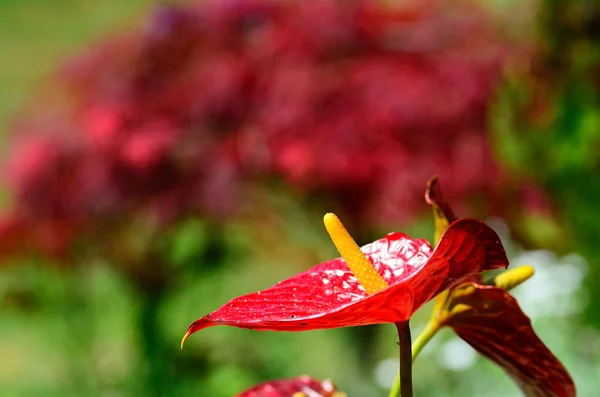 Stor röd blomma — Stockfoto