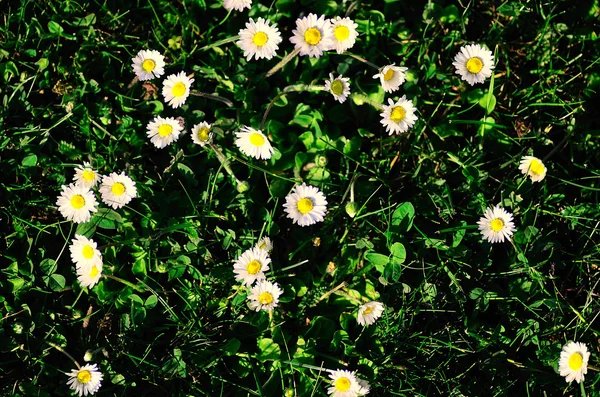 Många daisy i gräs — Stockfoto