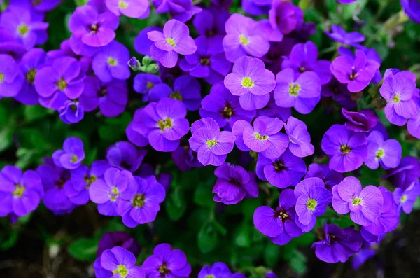 Un sacco di fiori viola — Foto Stock