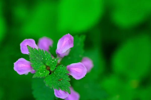 Fialový květ a zelený top — Stock fotografie