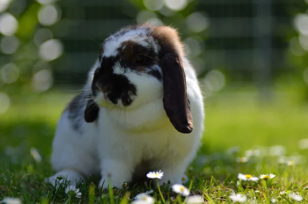 Pequeño conejo aries en la hierba — Foto de Stock