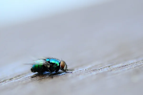 Färgglad fluga — Stockfoto