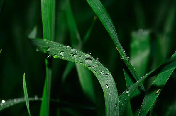 Краплі дощу на рослини — стокове фото