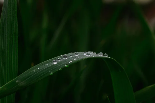 Beaucoup de gouttes sur une feuille — Photo