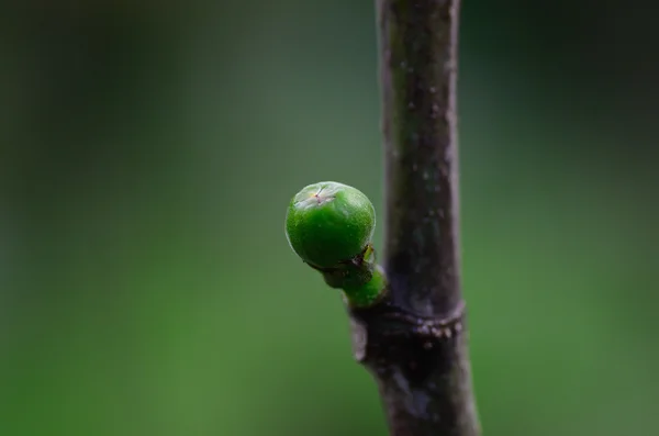 Young fig fruit — Stock Photo, Image