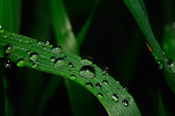Grote regendruppel op blad — Stockfoto