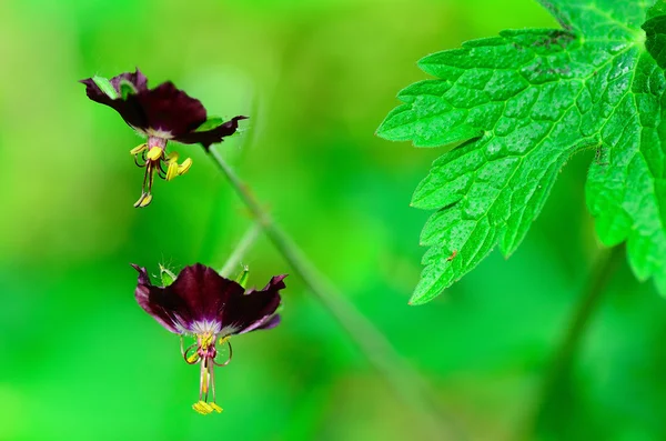 Zwei Blumen und Blatt — Stockfoto
