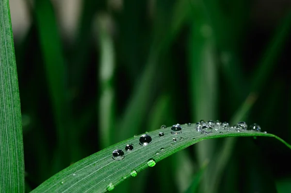 Краплі дощу на листі — стокове фото