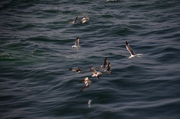 De nombreux mouettes en mer — Photo