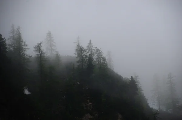 Forest in fog — Stock Photo, Image