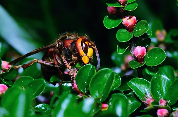 Bir çalı üzerinde büyük hornet — Stok fotoğraf