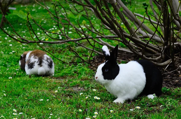 Zwei Kaninchen im Garten und im Sommer — Stockfoto