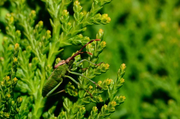 Besouro verde em um arbusto verde — Fotografia de Stock