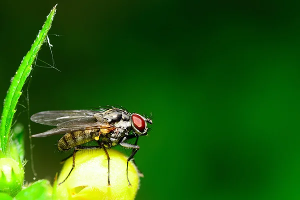 Fliegen aus der seitlichen Makrosicht — Stockfoto