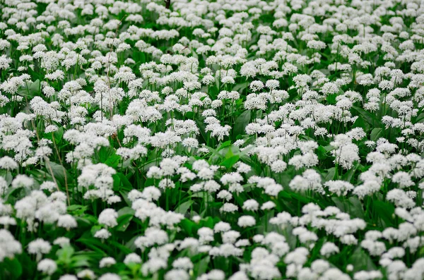 Un montón de plantas de ajo fresco en el bosque — Foto de Stock