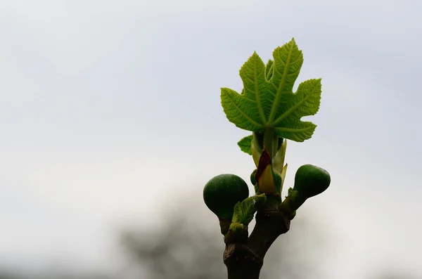 イチジクの葉 — ストック写真
