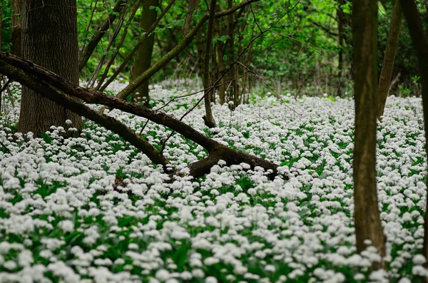 Bosque lleno de plantas de ajo — Foto de Stock