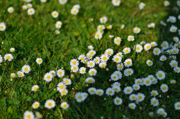 Många daisy i gräs — Stockfoto