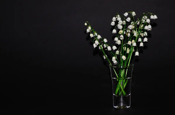 Lilies and black background — Stock Photo, Image