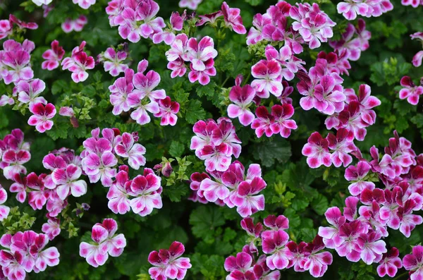 Many pink white flowers — Stock Photo, Image