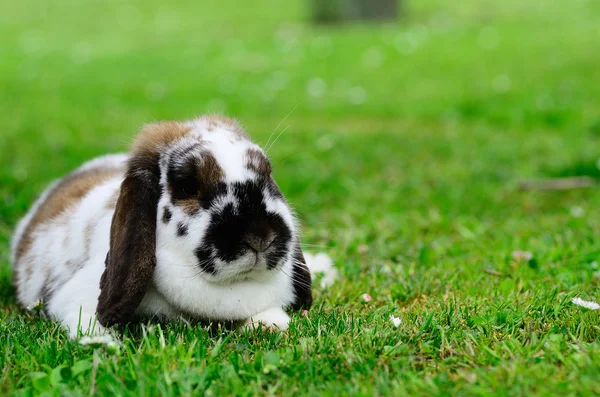 Weniger lieber breitere Kaninchenlügen — Stockfoto