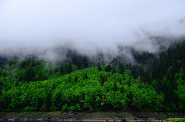 Floresta verde com nevoeiro — Fotografia de Stock