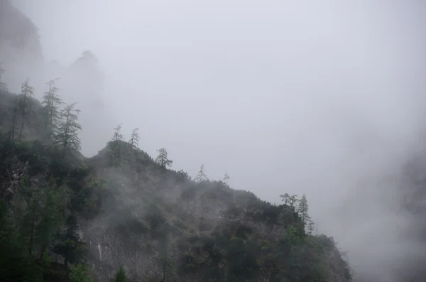 Floresta na montanha com nevoeiro — Fotografia de Stock