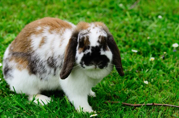 Less dear rabbit looks — Stock Photo, Image