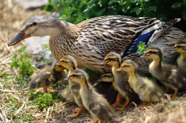 Indian runner duck and many babies — Stock Photo, Image