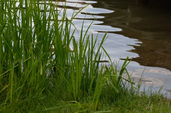 Gras am Seeufer — Stockfoto