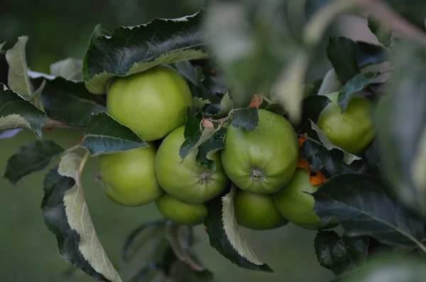 Lots of apples on a tree — Stock Photo, Image